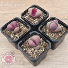 Pleiospilos nellii 'Royal Flush'