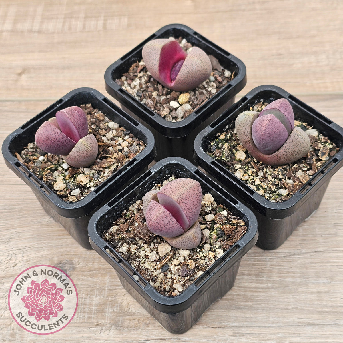 Pleiospilos nellii 'Royal Flush'