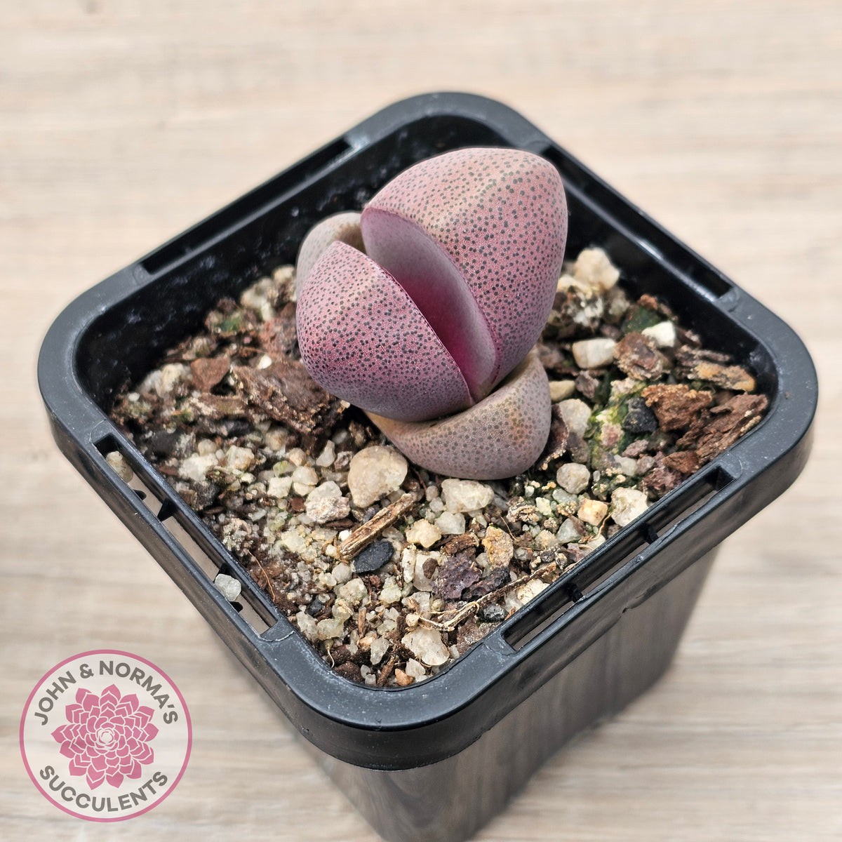 Pleiospilos nellii 'Royal Flush'