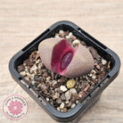 Pleiospilos nellii 'Royal Flush'