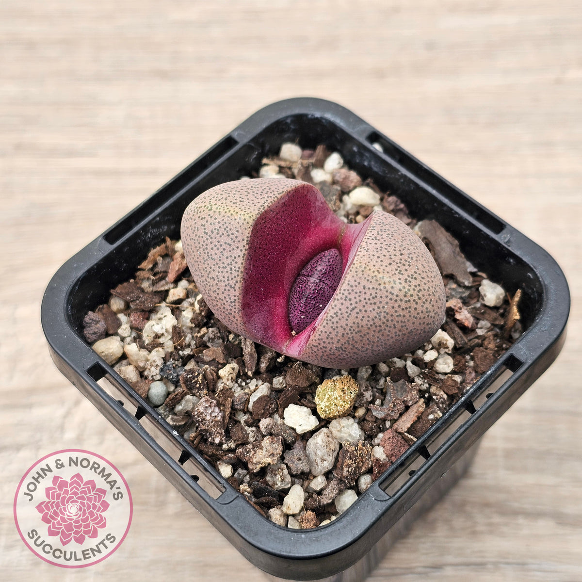 Pleiospilos nellii 'Royal Flush'