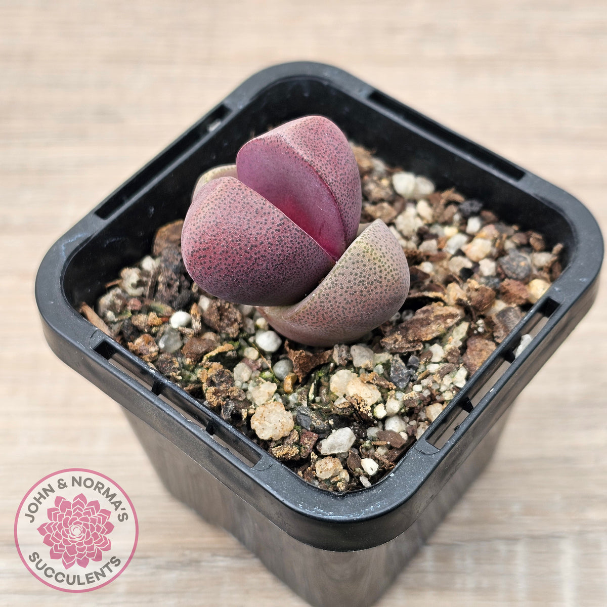 Pleiospilos nellii 'Royal Flush'