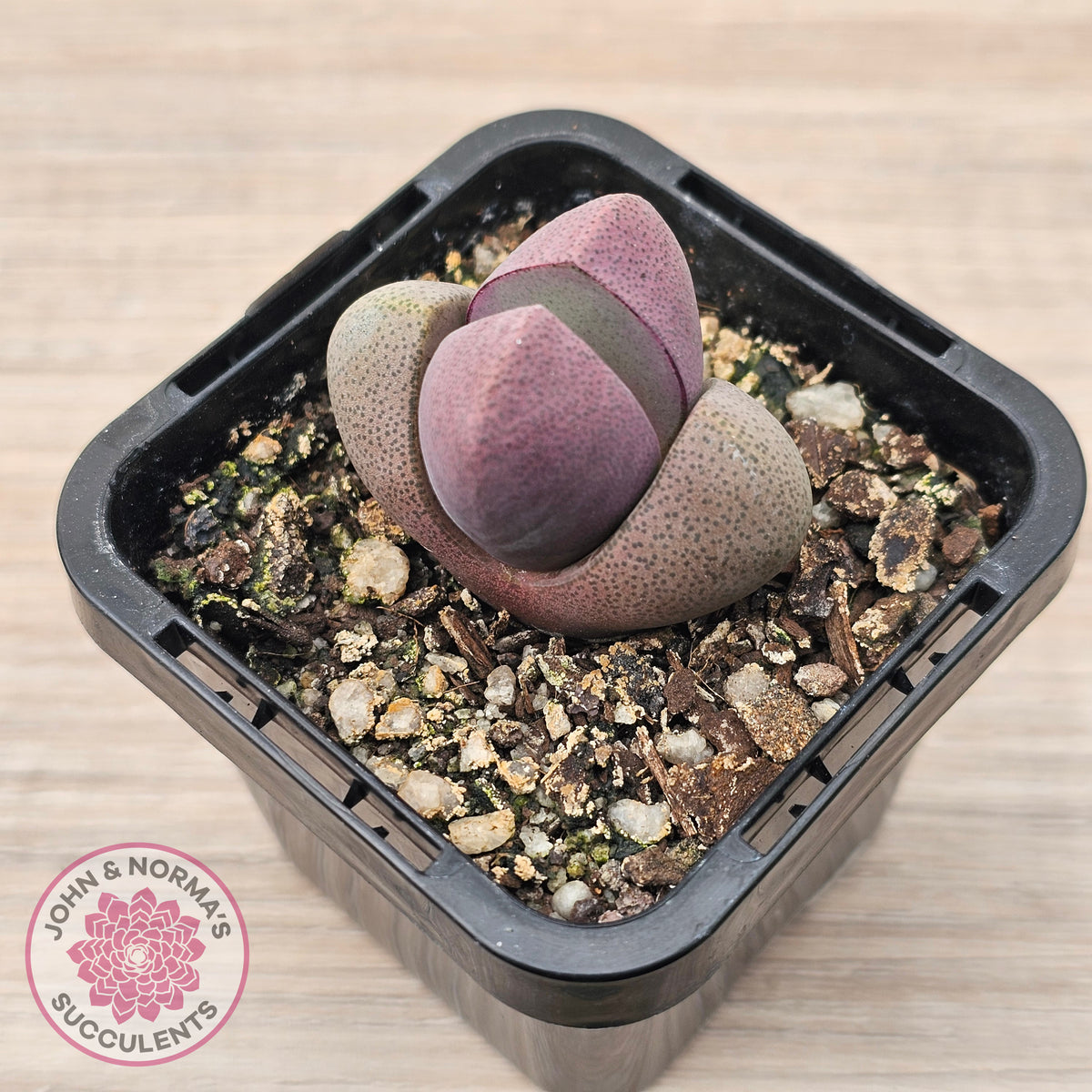 Pleiospilos nellii 'Royal Flush'