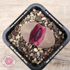 Pleiospilos nellii 'Royal Flush'
