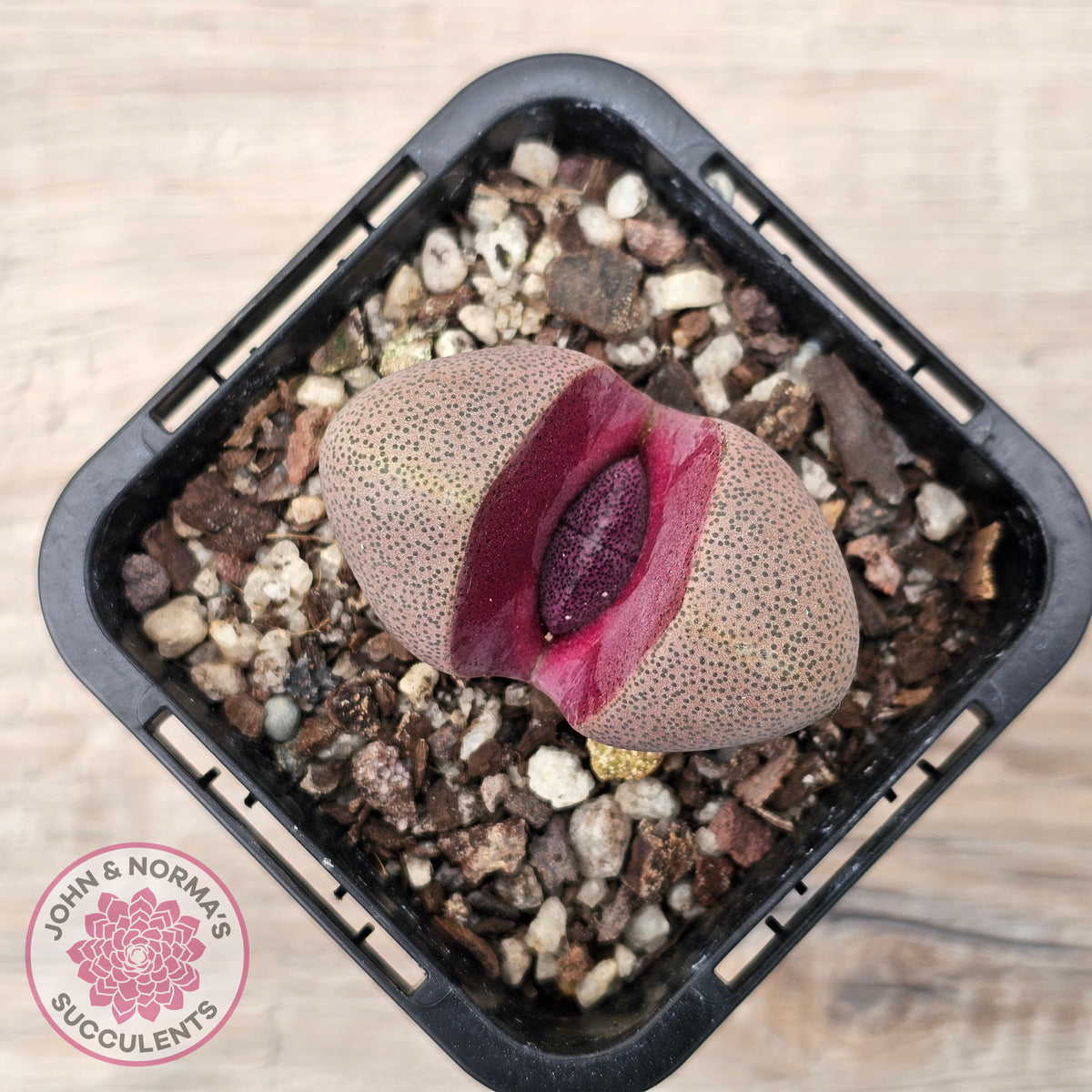 Pleiospilos nellii 'Royal Flush'