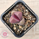 Pleiospilos nellii 'Royal Flush'