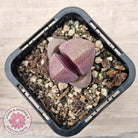 Pleiospilos nellii 'Royal Flush'