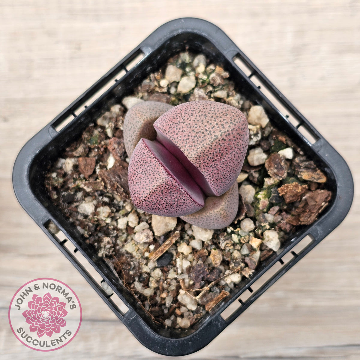 Pleiospilos nellii 'Royal Flush'
