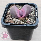 Pleiospilos nellii 'Royal Flush'