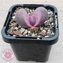 Load image into Gallery viewer, Pleiospilos nellii &#39;Royal Flush&#39; - John &amp; Norma&#39;s Succulents Australia
