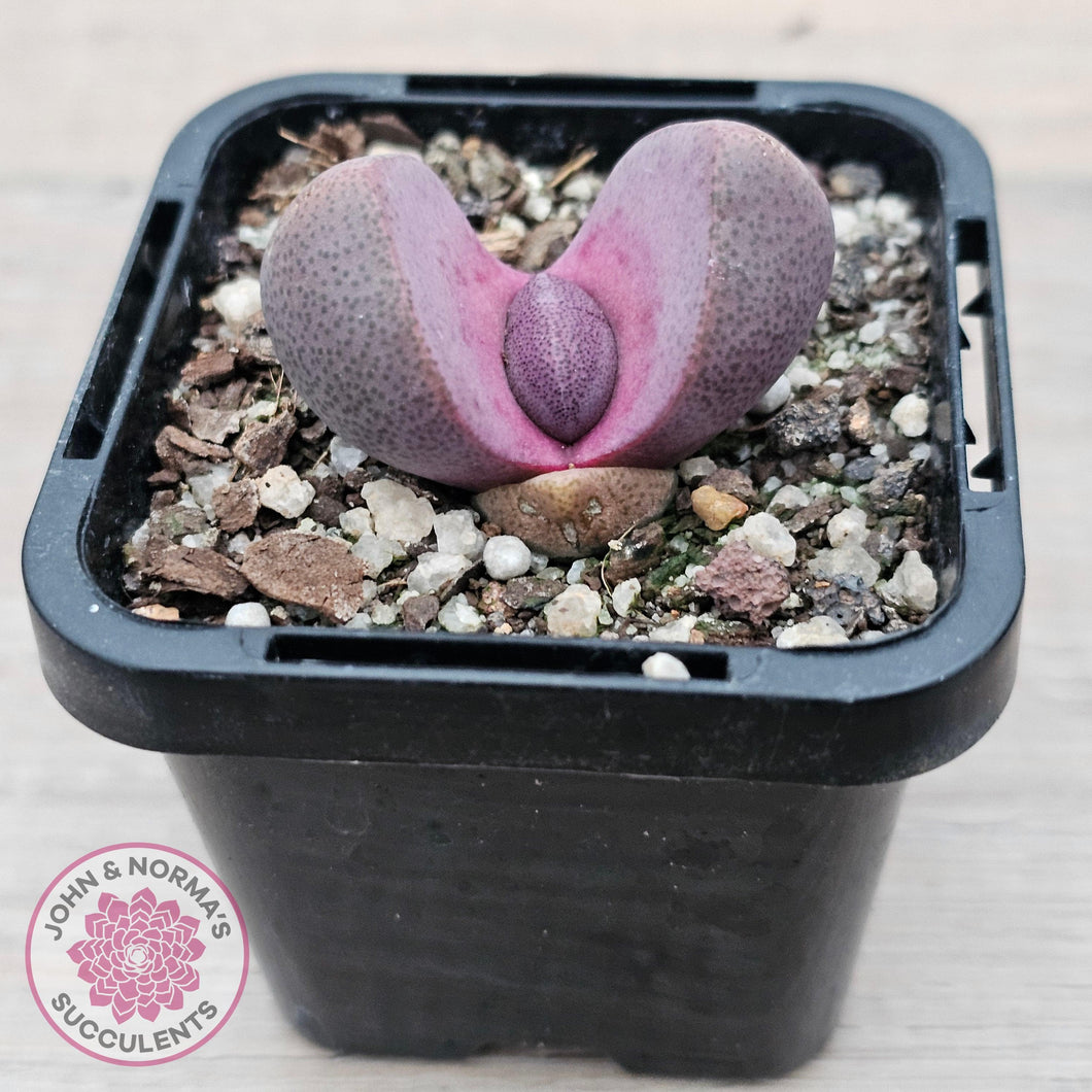 Pleiospilos nellii 'Royal Flush' - John & Norma's Succulents Australia