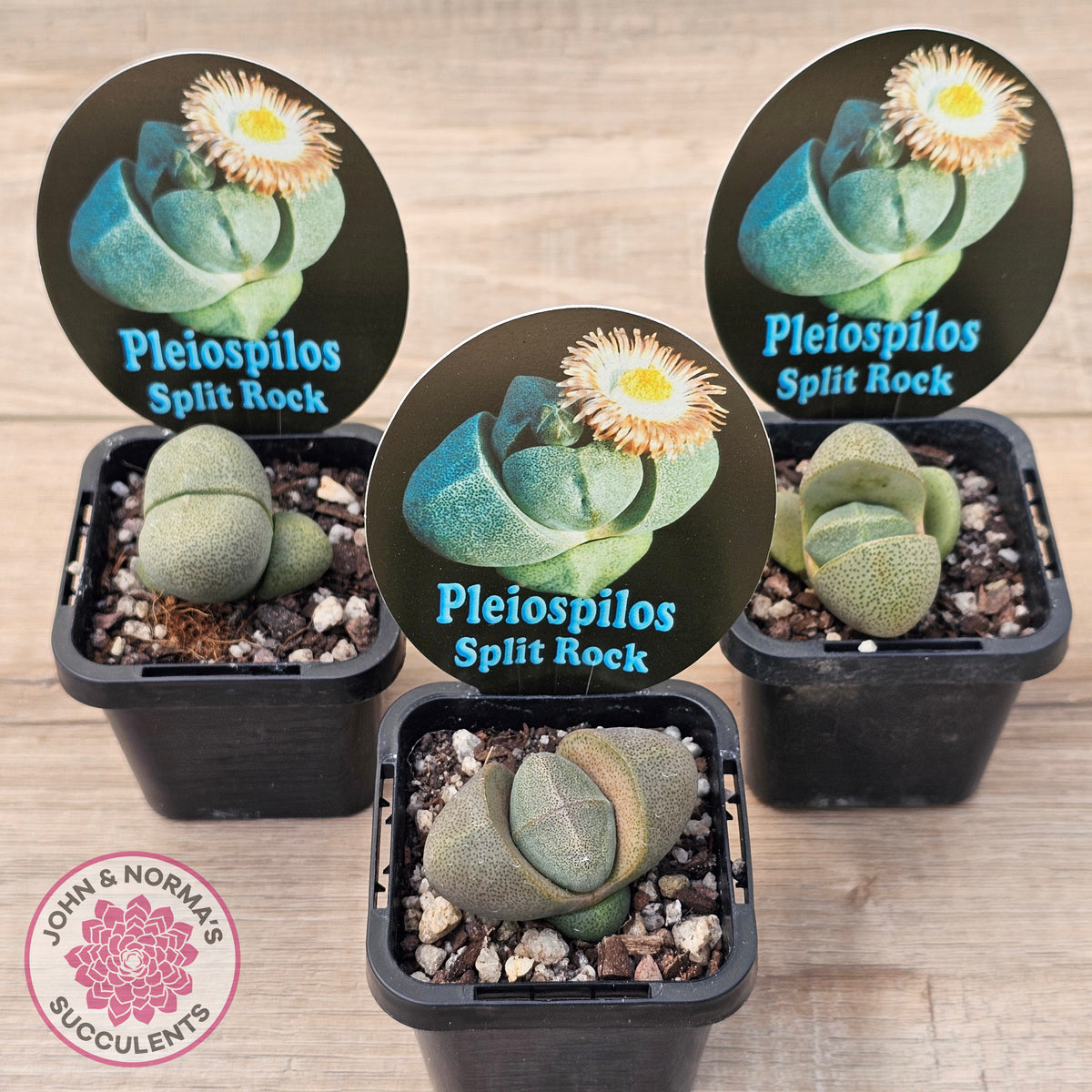 Pleispilos 'Split Rock'