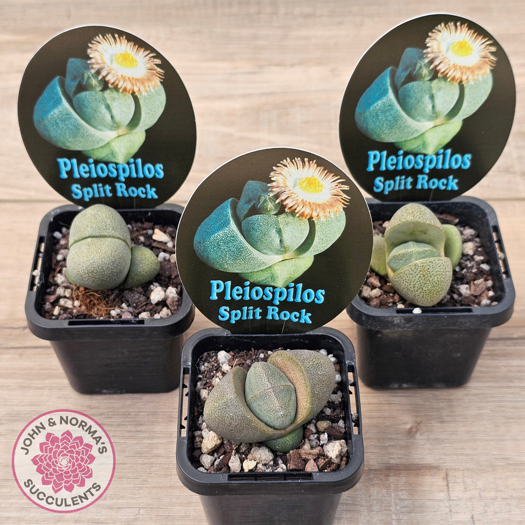 Pleispilos 'Split Rock'