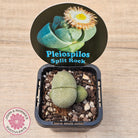 Pleispilos 'Split Rock'