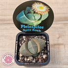 Pleispilos 'Split Rock'
