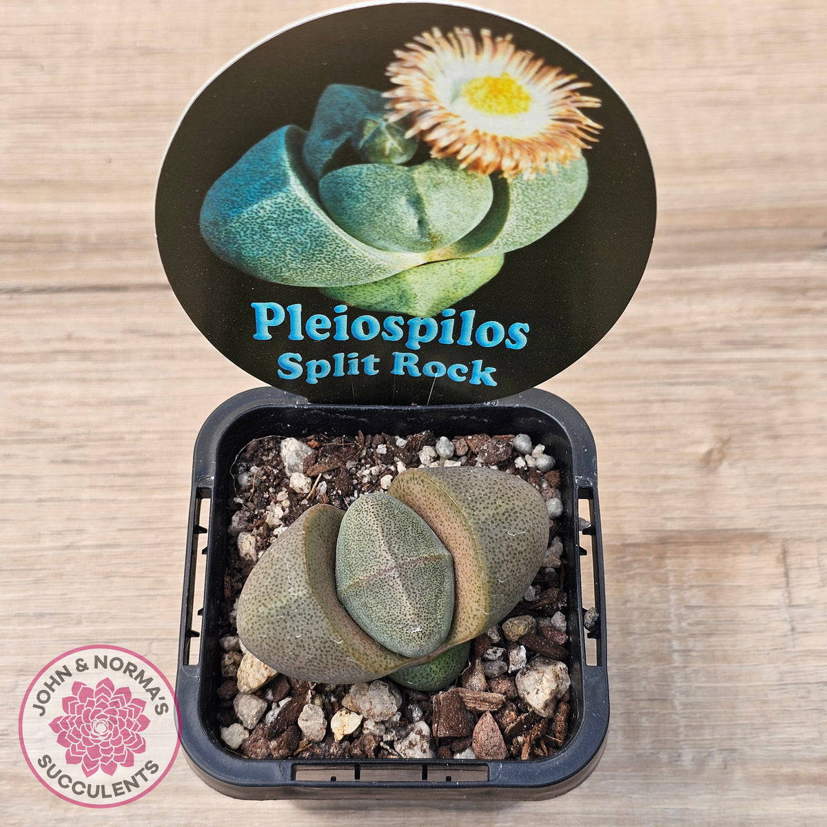 Pleispilos 'Split Rock'