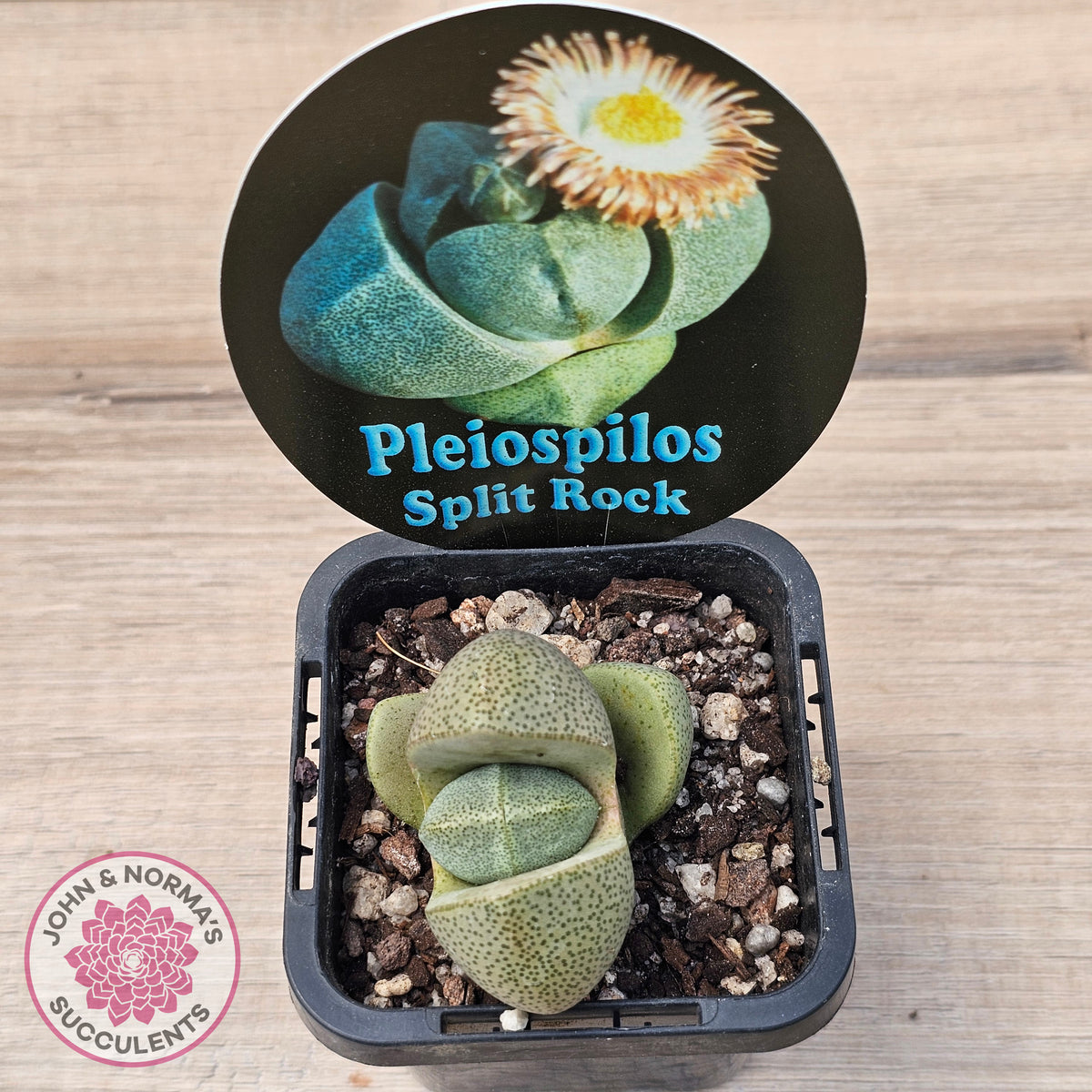 Pleispilos 'Split Rock'