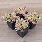 Portulaca oleracea variegata