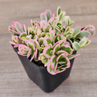 Portulaca oleracea variegata