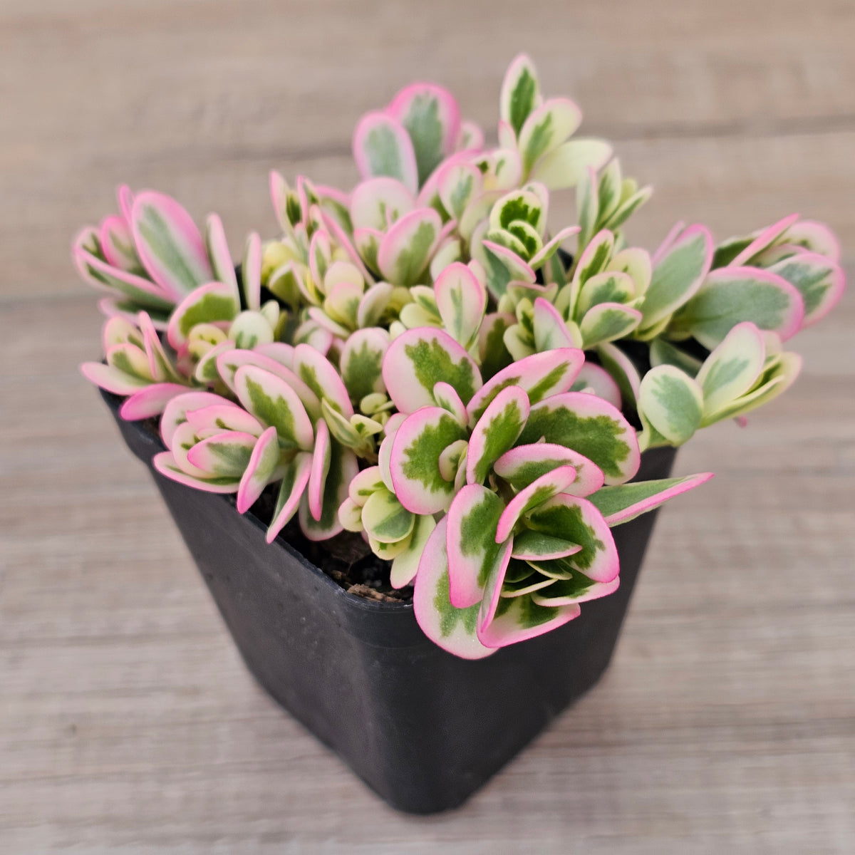 Portulaca oleracea variegata