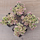 Portulaca oleracea variegata