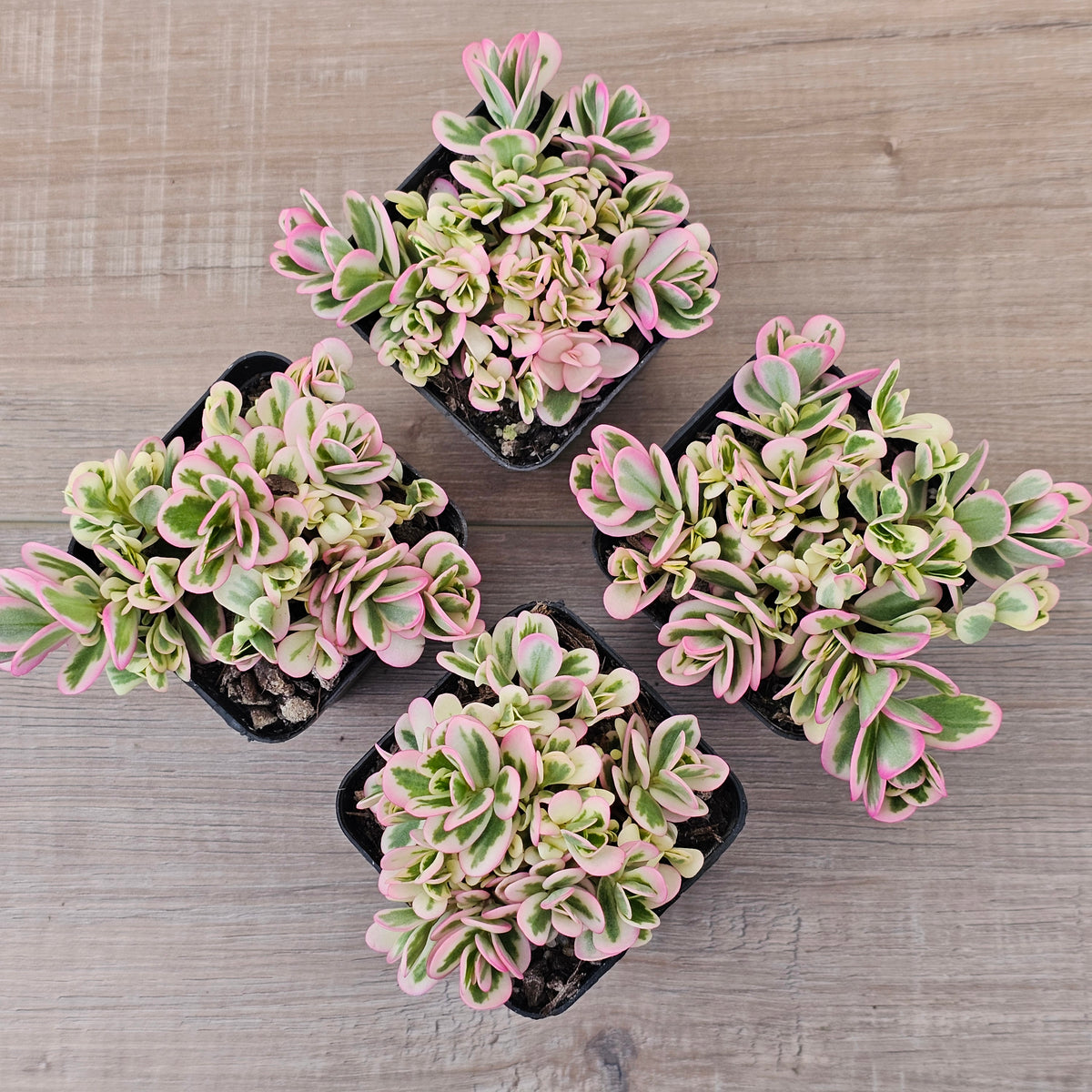 Portulaca oleracea variegata