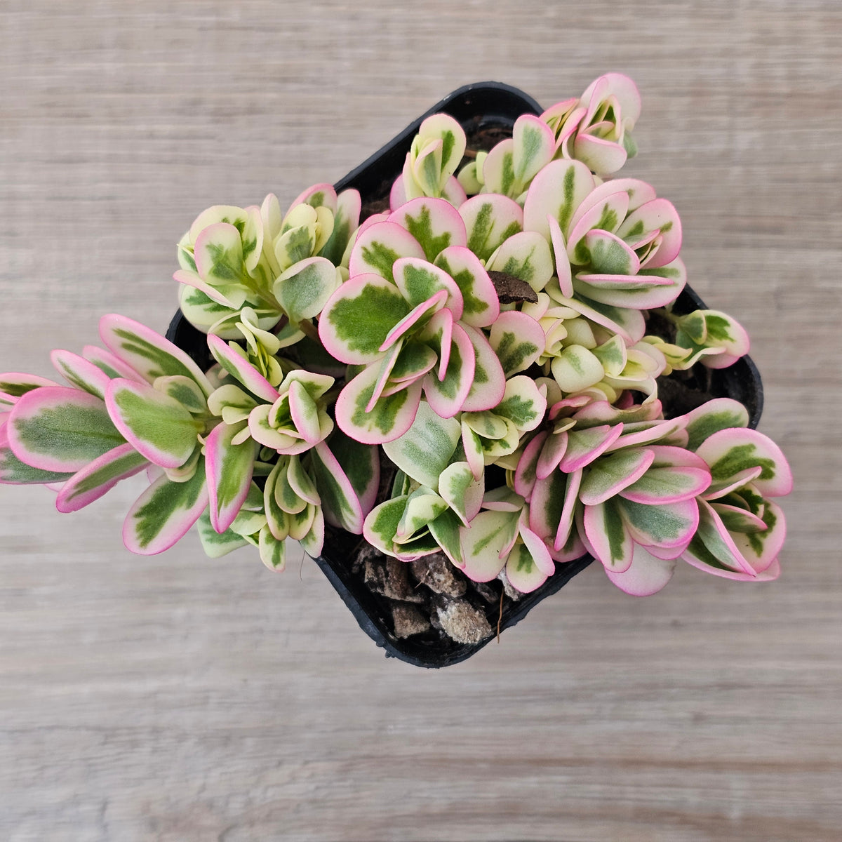 Portulaca oleracea variegata