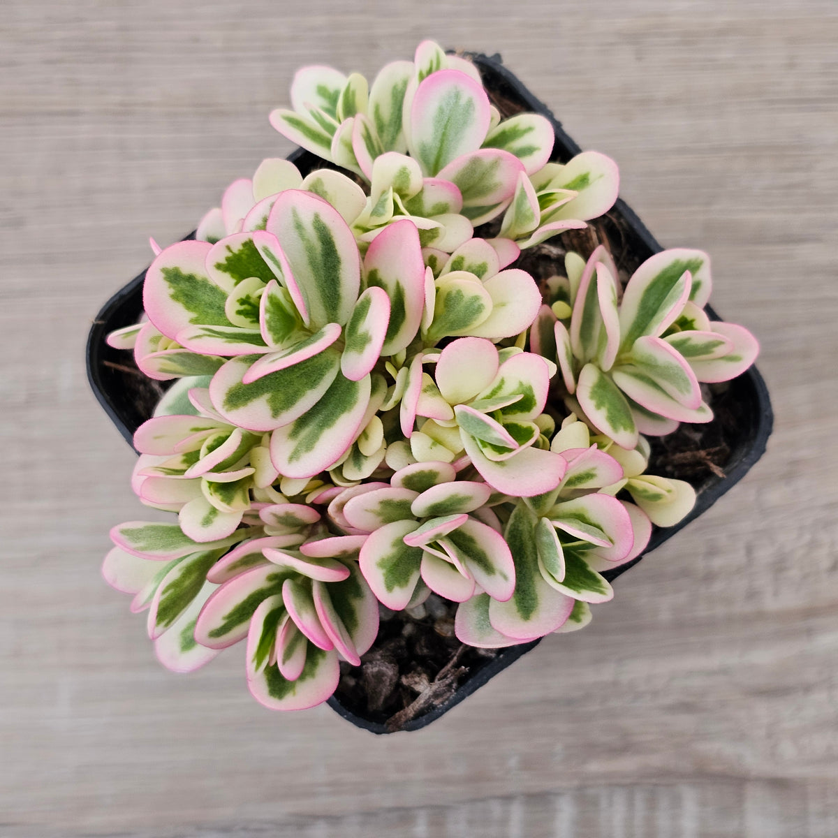 Portulaca oleracea variegata