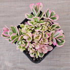 Portulaca oleracea variegata