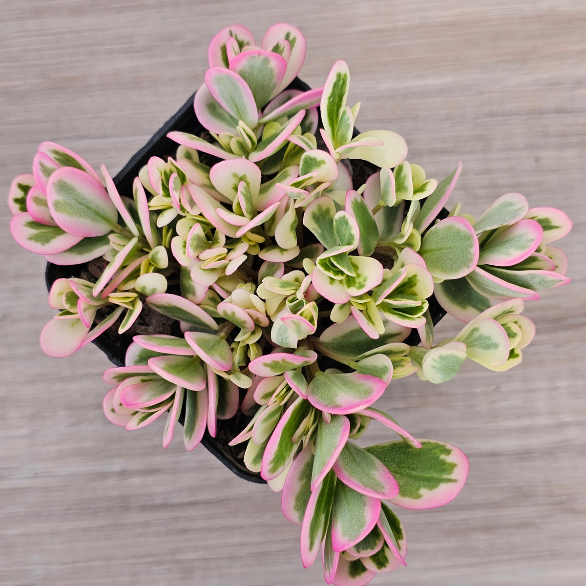 Portulaca oleracea variegata