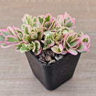 Portulaca oleracea variegata