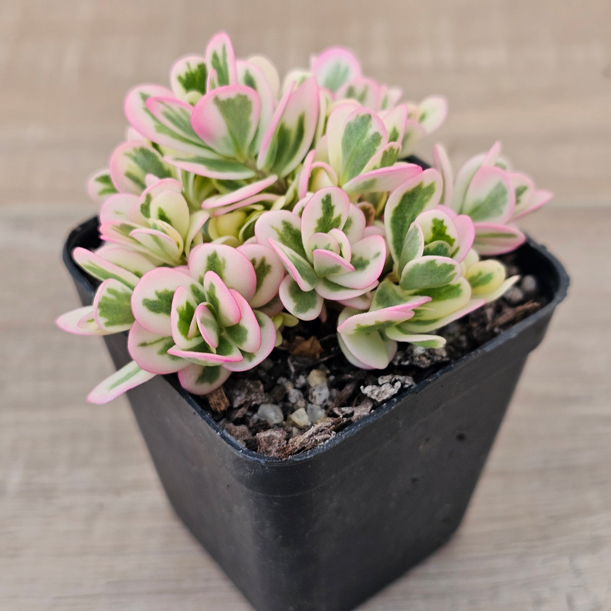 Portulaca oleracea variegata