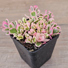 Portulaca oleracea variegata