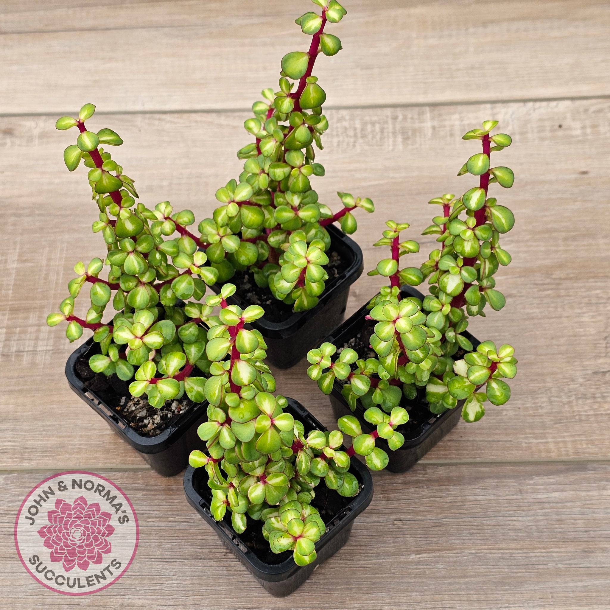 portulacaria afra succulent Buy Portulacaria afra 'Reverse Variegation' Australia