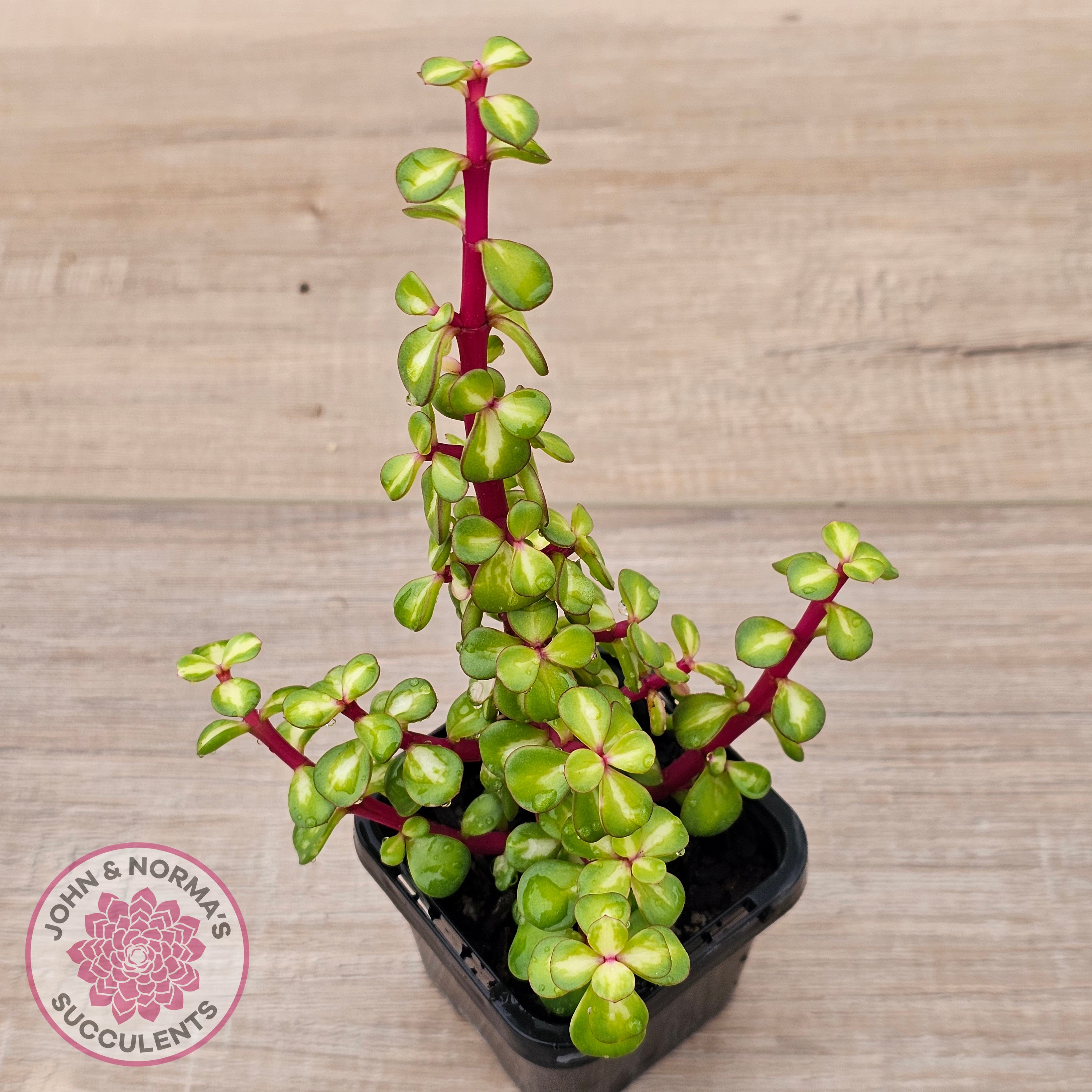 Buy Portulacaria afra 'Reverse Variegation' Australia