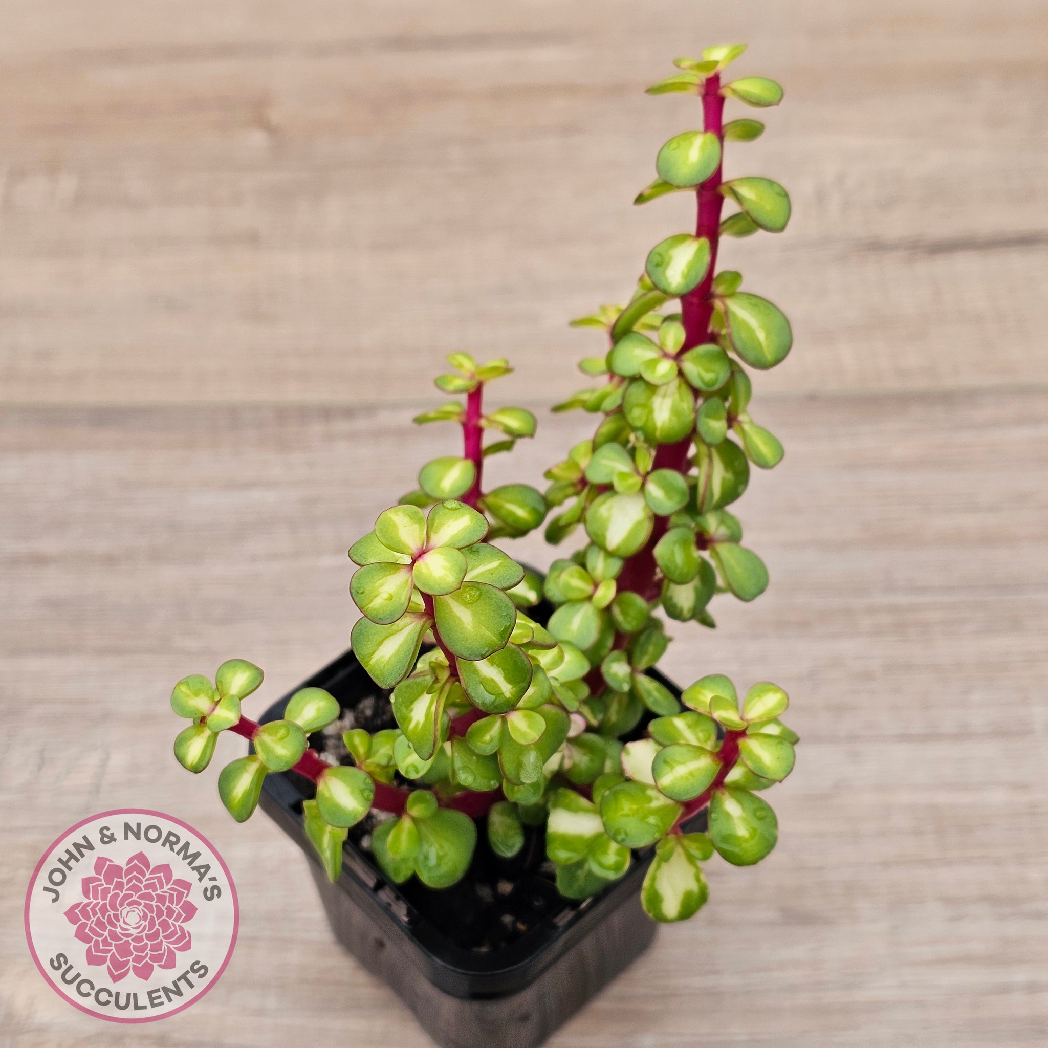 portulacaria afra wrinkled leaves Buy Portulacaria afra 'Reverse Variegation' Australia