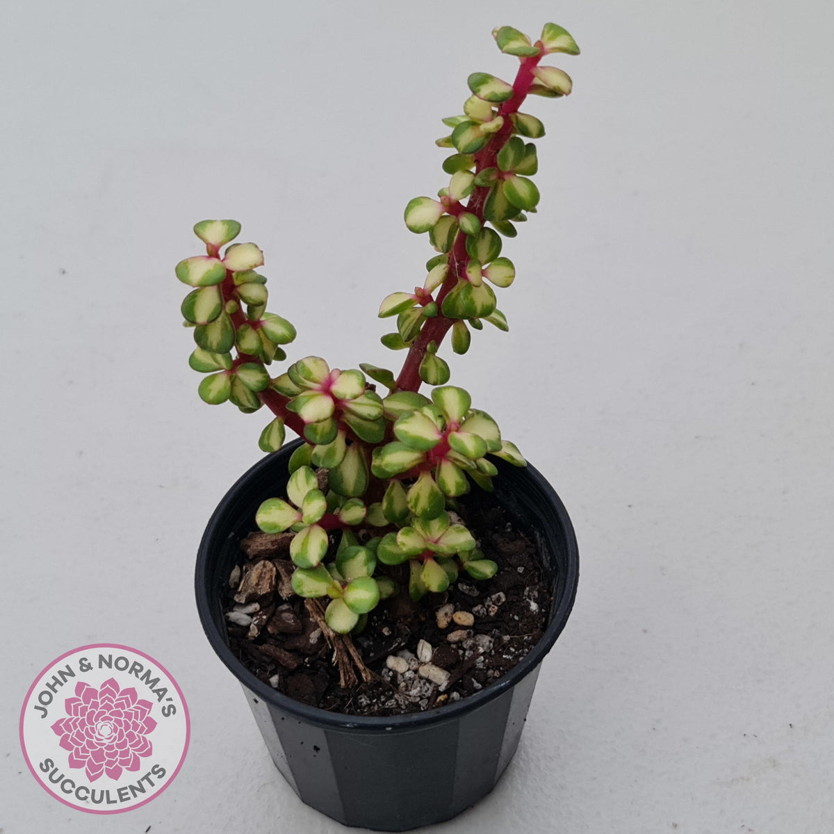 Portulacaria afra 'Reverse Variegation'