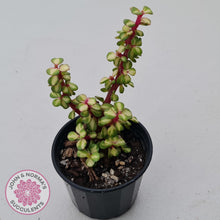 Load image into Gallery viewer, Portulacaria afra &#39;Reverse Variegation&#39; - John &amp; Norma&#39;s Succulents Australia
