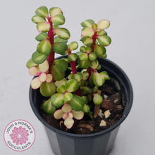 Load image into Gallery viewer, Portulacaria afra &#39;Reverse Variegation&#39; - John &amp; Norma&#39;s Succulents Australia
