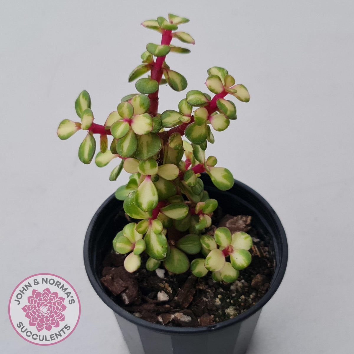 Portulacaria afra 'Reverse Variegation'