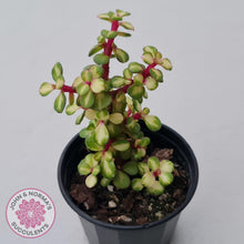 Load image into Gallery viewer, Portulacaria afra &#39;Reverse Variegation&#39; - John &amp; Norma&#39;s Succulents Australia
