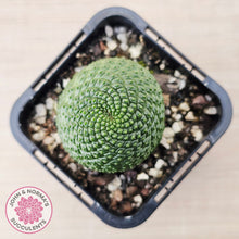 Load image into Gallery viewer, Rebutia Krainziana var inermis
