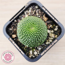 Load image into Gallery viewer, Rebutia Krainziana var inermis
