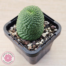 Load image into Gallery viewer, Rebutia Krainziana var inermis
