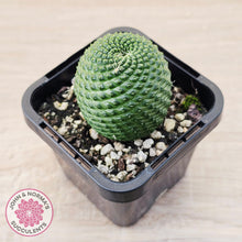 Load image into Gallery viewer, Rebutia Krainziana var inermis
