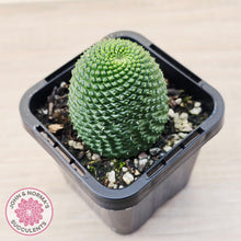 Load image into Gallery viewer, Rebutia Krainziana var inermis
