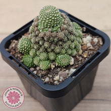 Load image into Gallery viewer, Rebutia c.v. Liliputiana
