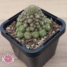Load image into Gallery viewer, Rebutia c.v. Liliputiana
