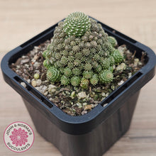 Load image into Gallery viewer, Rebutia c.v. Liliputiana
