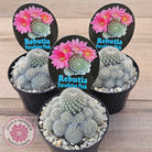 Rebutia 'Paradisian Pink' (Lg)